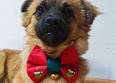 ferdog