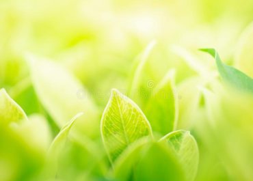 green-leaf-morning-sunlight-garden-natrural-plants-image-use-background-concept-131000339
