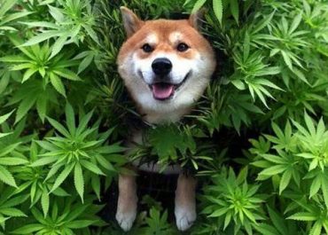 cbd-for-dogs-570x342